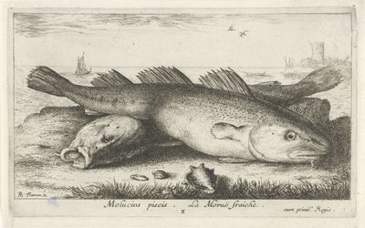 To torsk på stranden Molucius piscis. Le Morue Fraiche. (titel på objekt) Fisk og andre havdyr - saltvands anden serie (serietitel) Poissons de mer (serietitel) af Albert Flamen