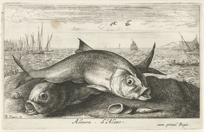 To må fiske på stranden alausa. L