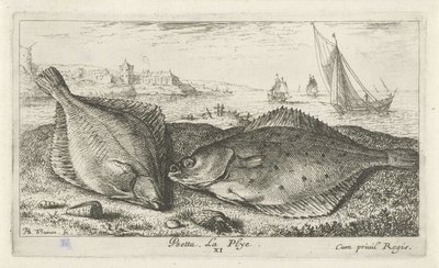 To fladfisk på stranden psetta. La Plye. (titel på objekt) Fisk og andre havdyr - saltvands anden serie (serietitel) Poissons de mer (serietitel) af Albert Flamen