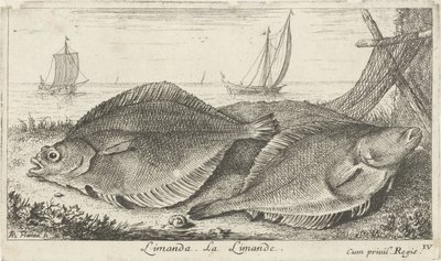 To dupper på stranden limanda. La Limande. (titel på objekt) Fisk og andre havdyr - saltvands tredje serie (serietitel) Poissons de mer (serietitel) af Albert Flamen