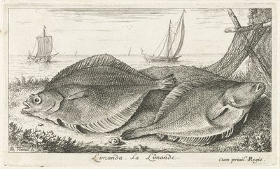 To dupper på stranden limanda. La Limande. (titel på objekt) Fisk og andre havdyr - saltvands tredje serie (serietitel) Poissons de mer (serietitel) af Albert Flamen
