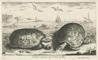 To skildpadder på stranden Testudo lystbådehavn; La Tortuë de Mer (titel på objekt) Fisk og andre havdyr - saltvands anden serie (serietitel) Poissons de mer (serietitel) af Albert Flamen