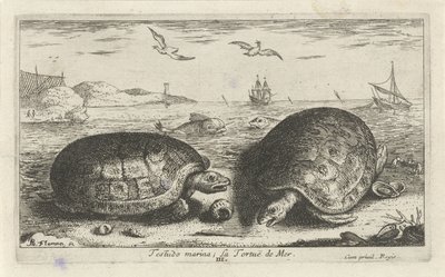 To skildpadder på stranden Testudo lystbådehavn; La Tortuë de Mer (titel på objekt) Fisk og andre havdyr - saltvands anden serie (serietitel) Poissons de mer (serietitel) af Albert Flamen