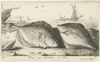 To rødspætter på stranden Flesus siue Fleteletus. La flez. (titel på objekt) Fisk og andre havdyr - saltvands første serie (serietitel) Diverse Especes de Poissons de mer (serietitel) af Albert Flamen