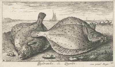 To rødspætter på stranden Quadratulus. LeQuarlet. (titel på objekt) Fisk og andre havdyr - saltvands tredje serie (serietitel) Poissons de mer (serietitel) af Albert Flamen