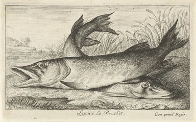 To gedder på en flodbred Lucius. Le Brochet. (titel på objekt) Fisk og andre havdyr - ferskvands første serie (serietitel) Diverse Especes de Poissons d