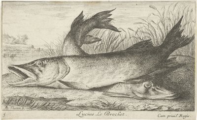 To gedder på en flodbred Lucius. Le Brochet. (titel på objekt) Fisk og andre havdyr - ferskvands første serie (serietitel) Diverse Especes de Poissons d