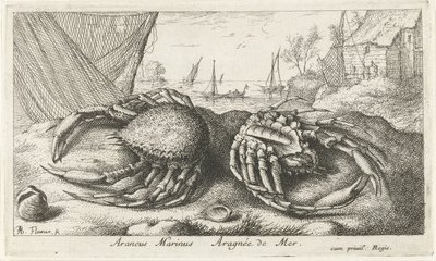 To edderkoppekrabber nær et fiskenet Araneus Marinus Aragnée de Mer (titel på objektet) Fisk og andre havdyr - saltvands anden serie (serietitel) Poissons de mer (serietitel) af Albert Flamen
