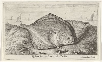 To pighvar på stranden Rhombus acleatus. Le Pighvar. (titel på objekt) Fisk og andre havdyr - saltvands tredje serie (serietitel) Poissons de mer (serietitel) af Albert Flamen