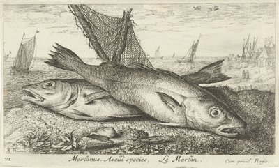 To hvillinger på stranden Merlanus. Aselli art, Lemerlan. (titel på objekt) Fisk og andre havdyr - saltvands første serie (serietitel) Diverse Especes de Poissons de mer (serietitel) af Albert Flamen