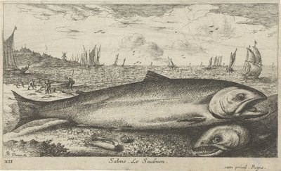 To laks på stranden Salmo. Le Saulmon (titel på objekt) Fisk og andre havdyr - saltvands første serie (serietitel) Diverse Especes de Poissons de mer (serietitel) af Albert Flamen