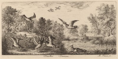 Vanellus, Vibe af Albert Flamen
