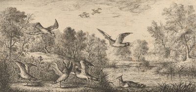 Vanellus, Vanneau Lapwingen: Livre d