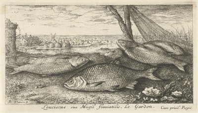Fire skaller i et fiskenet Leuciscus siue Mugil fluuiatilus. Le Gardon. (titel på objekt) Fisk og andre havdyr - ferskvands første serie (serietitel) Diverse Especes de Poissons d