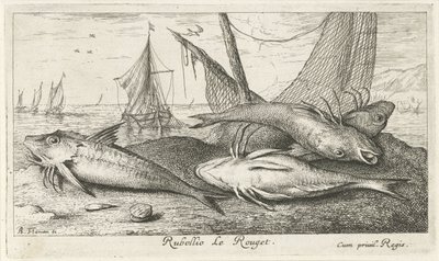 Fire røde multer på stranden Rubellio Le Rouget. (titel på objekt) Fisk og andre havdyr - saltvands anden serie (serietitel) Poissons de mer (serietitel) af Albert Flamen