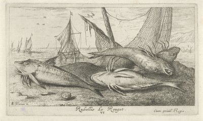 Fire røde multer på stranden Rubellio Le Rouget. (titel på objekt) Fisk og andre havdyr - saltvands anden serie (serietitel) Poissons de mer (serietitel) af Albert Flamen