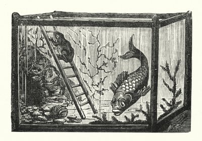 Fisk og frø i et akvarium (gravering) af Albert Robida