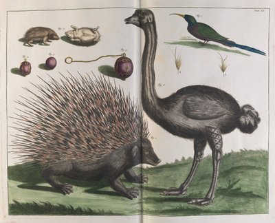 Malacca-pindsvin, Erinaceus malaccensis, og struds, Struthio carmelis af Albertus Seba