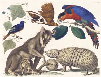 Tab. 38 Vol. I., fra de naturlige skattes rigdom, 1734-65 (håndfarvet gravering) af Albertus Seba