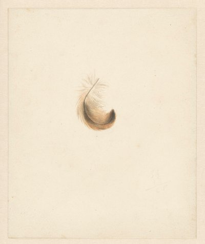 Studie af en fjer af Albertus Steenbergen