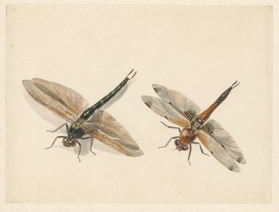 Studie af to guldsmede af Albertus Steenbergen