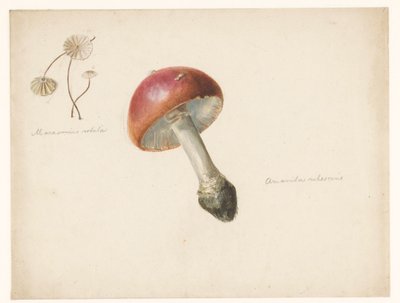 Studieark med svampe, Amanita Rubescens og Marasmius Rotula af Albertus Steenbergen