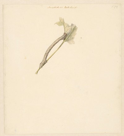 Studieblad met rups, Amphidiasis Betularia af Albertus Steenbergen
