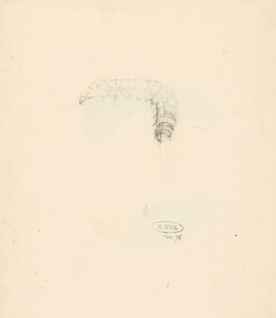 Studieblad met rups, Lasiocampa Quireifolia af Albertus Steenbergen