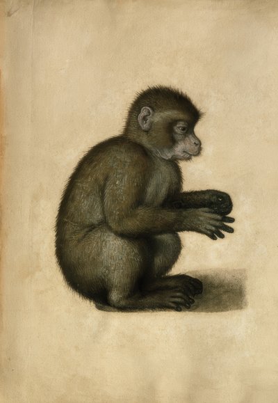 Abe / akvarel, tilskrevet A.Dürer. af Albrecht Dürer