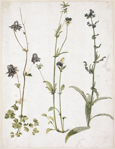  af Albrecht Dürer