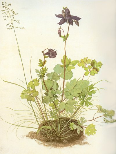 Albrecht D Columbine af Albrecht Dürer