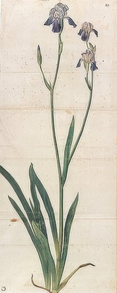 Blåblomstrende iris - Iris Germanica (Iris Trojana?). Omkring 1503 af Albrecht Dürer