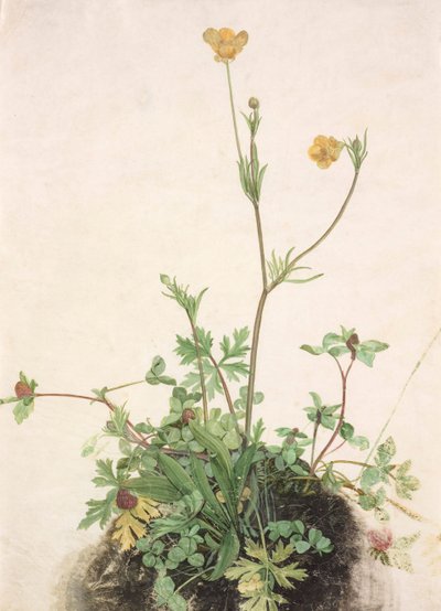 Smørblomster, rødkløver og plantain, 1526. af Albrecht Dürer