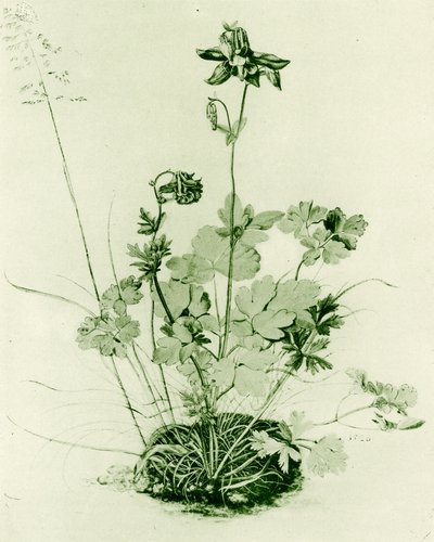 Akeleje af Albrecht Dürer