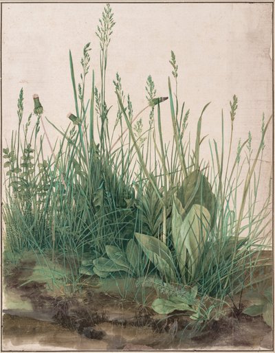Den store græsplæne af Albrecht Dürer