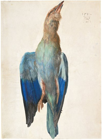 Dead Blue Roller, 1500 eller 1512 af Albrecht Dürer