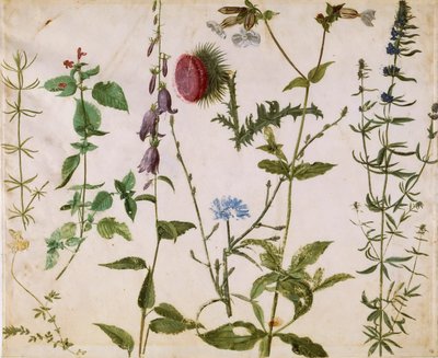 Otte studier af vilde blomster, ca 1515-1520. af Albrecht Dürer