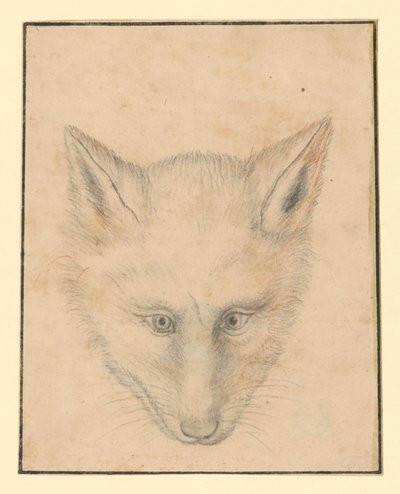 Rævehoved, set forfra af Albrecht Dürer