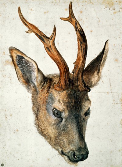 Hoved af en rådyr (pen og blæk og wc på papir) af Albrecht Dürer
