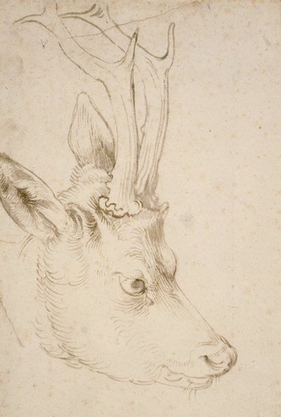 Hoved af en Roebuck af Albrecht Dürer