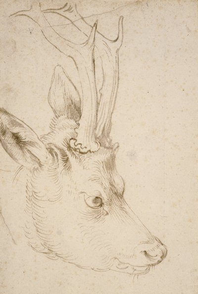 Hoved af en råbuk, 1503 af Albrecht Dürer