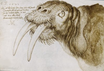 Leder af en hvalros, 1521. af Albrecht Dürer