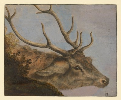 Hjortehoved af Albrecht Dürer