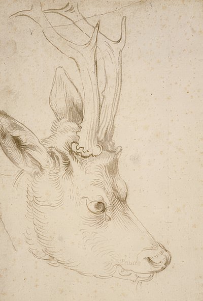 Hovedet af en råbuk. Omkring 1503 af Albrecht Dürer
