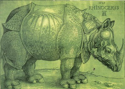 Latin:  Rhinocerus Næsehornet af Albrecht Dürer