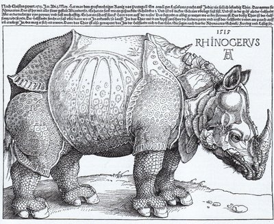 Latin:  Rhinocerus Næsehornet af Albrecht Dürer