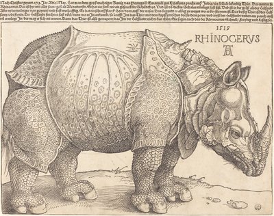 Latin:  Rhinocerus Næsehornet af Albrecht Dürer