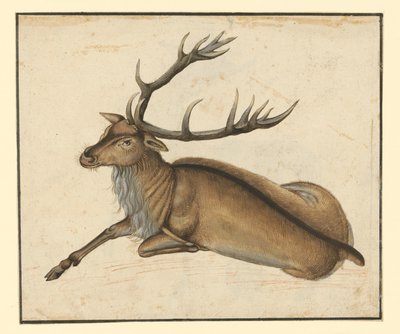Liggende hjort, vendt mod venstre af Albrecht Dürer