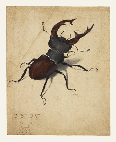  af Albrecht Dürer