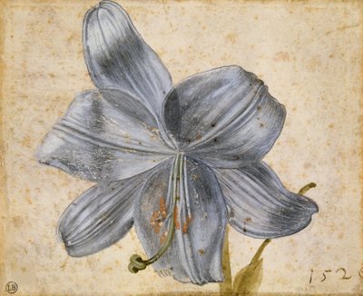 Studie af en lilje, 1526. af Albrecht Dürer